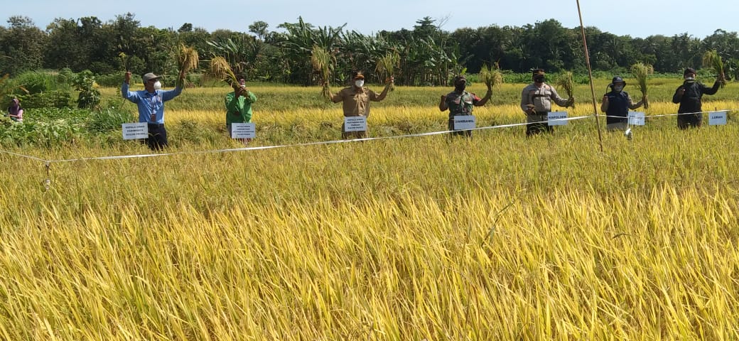 Tradisi Wiwitan Di Bulak Sawah Kriyan